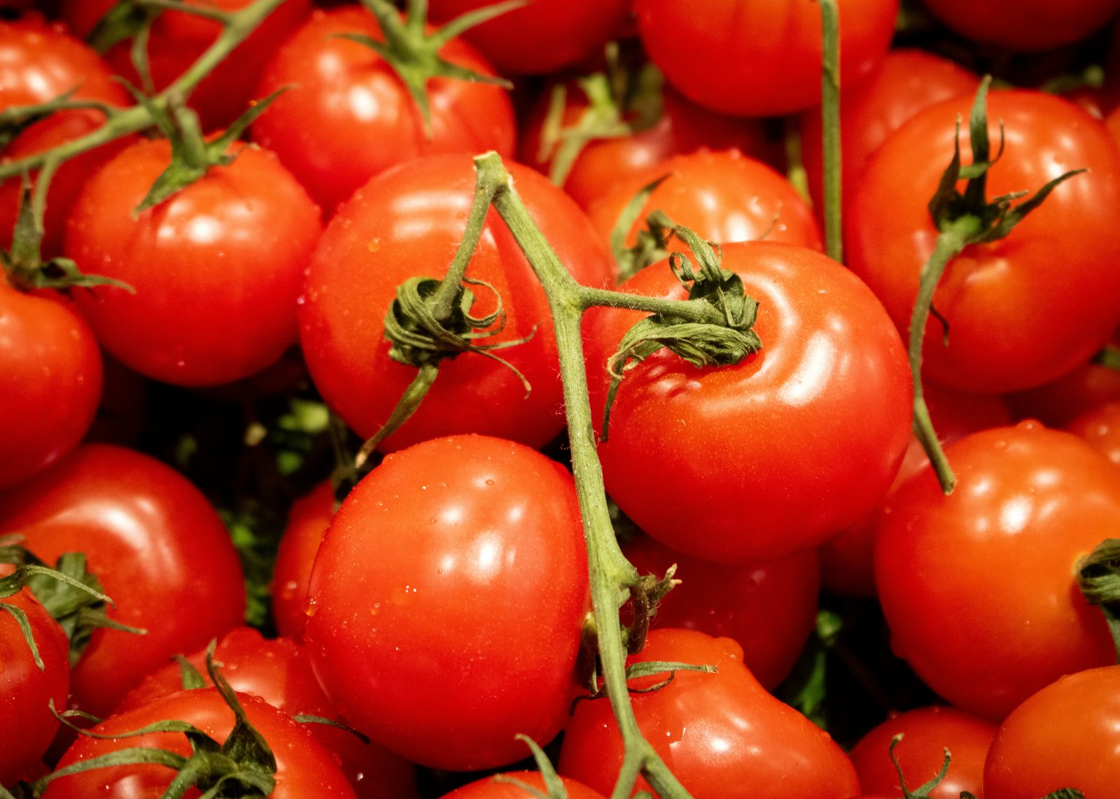 Ripe red tomatoes on the vine