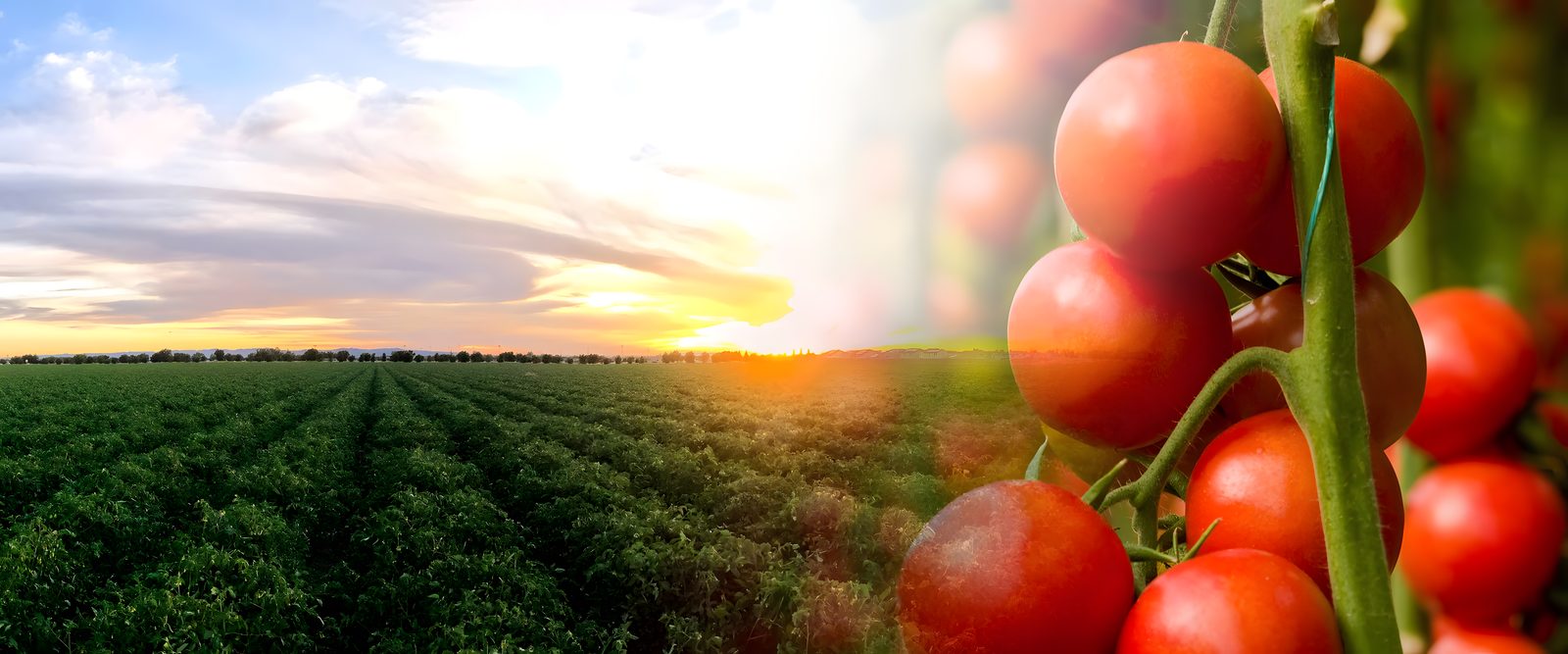 A tomato field at sunset beside ripe tomatoes on the vine