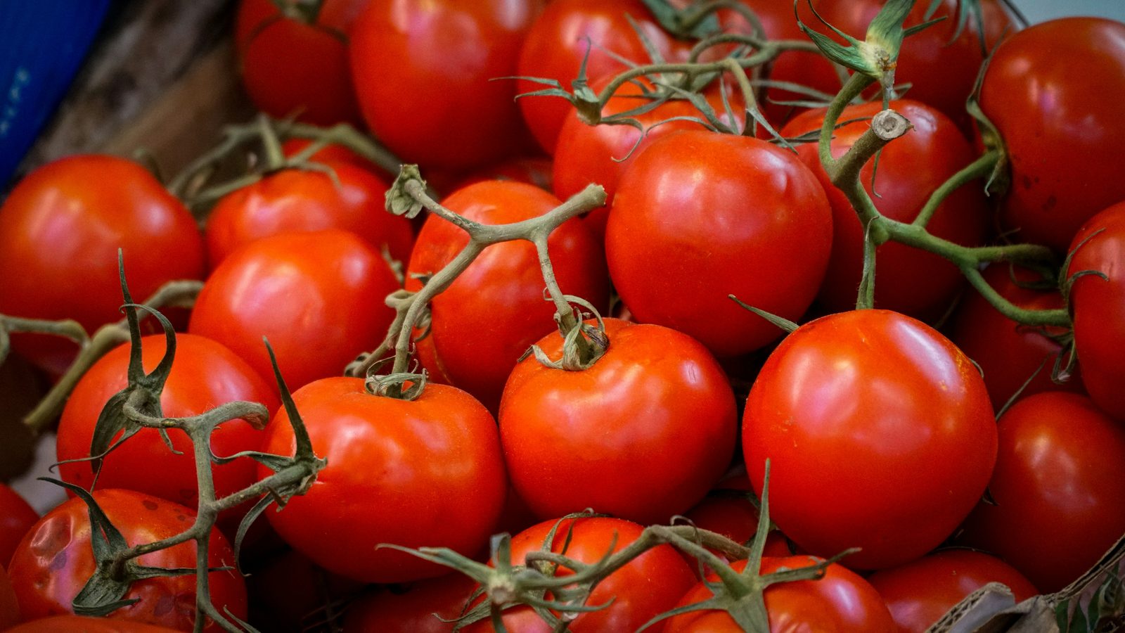 Ripe tomatoes on the vine
