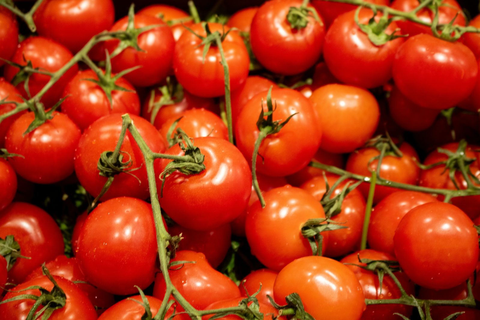 Fresh ripe tomatoes on the vine
